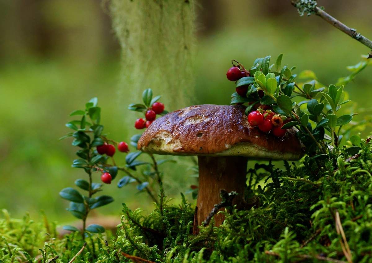 Картинка красивая грибы в августе
