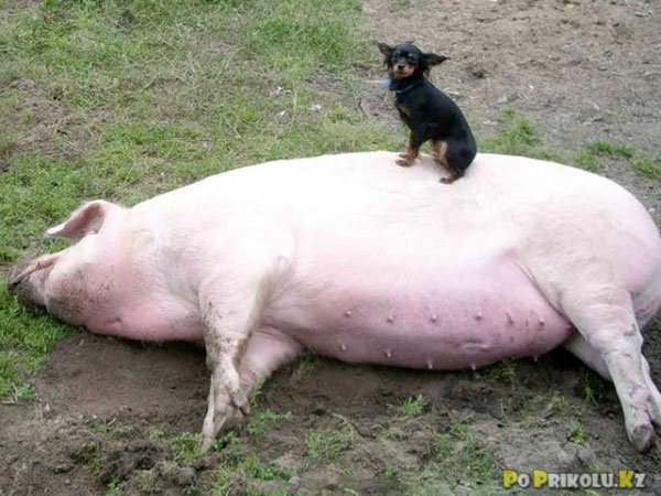 Собака на большой свинье.