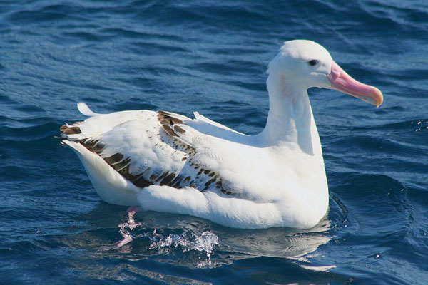 Белый альбатрос.