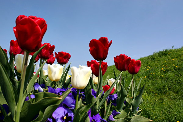 Картинка красивые тюльпаны в мае