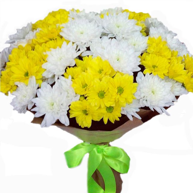 Желто-белые хризантемы.