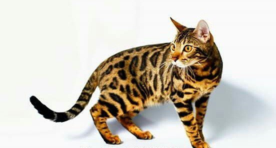 Картинка бенгальский кот.