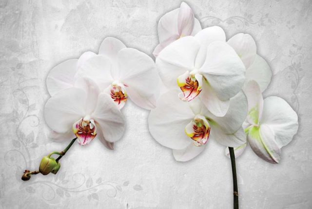 Орхидея на белом фоне.