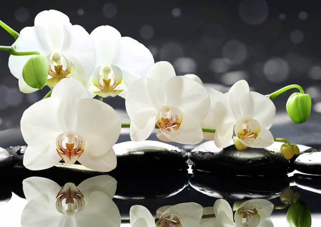 Белая орхидея на черных камнях.