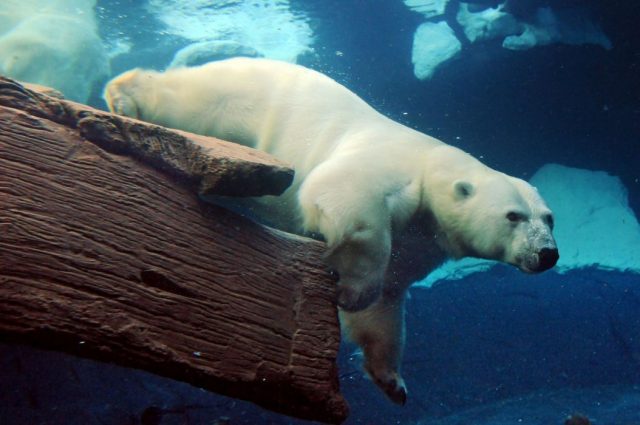 Белый медведь под водой.