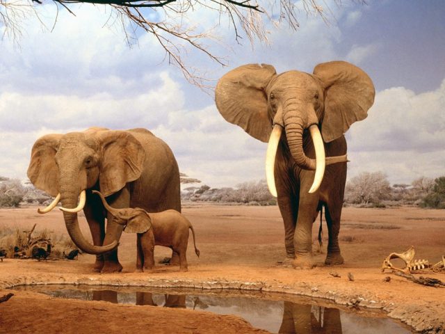 Семья слонов.