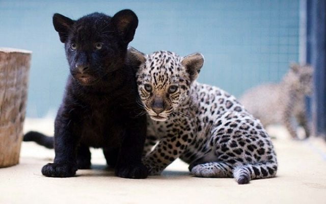 Ягуар и леопард.