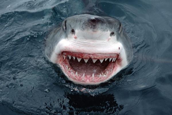 Кровожадная акула.