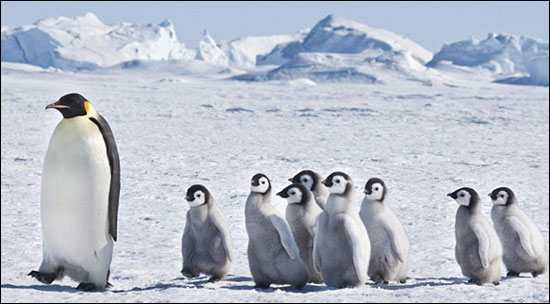 Семья пингвинов.
