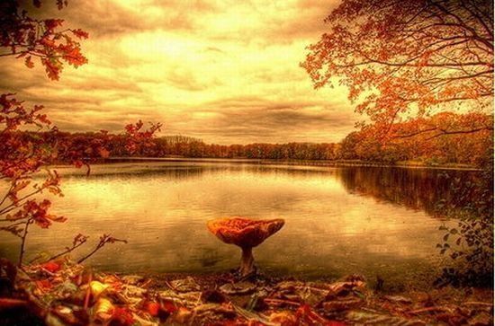 Осень, река, гриб.