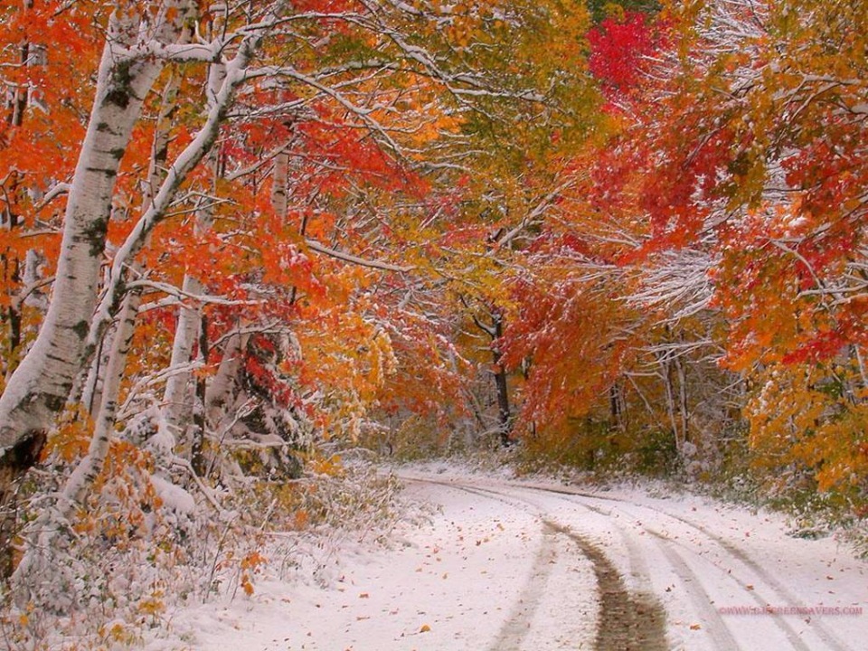 Открытка красивая снег в ноябрьском лесу
