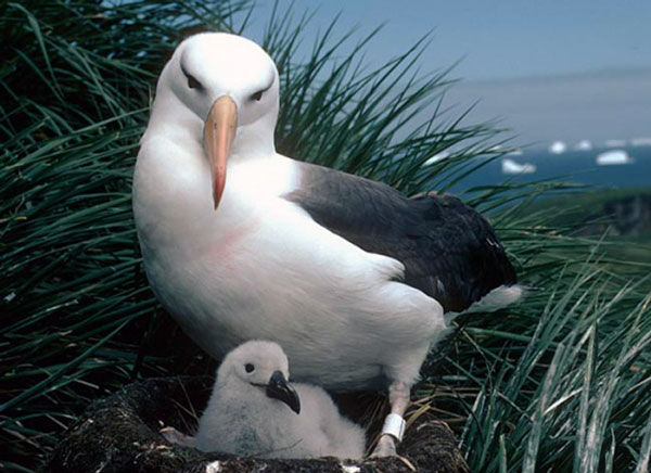Чернобровый альбатрос.