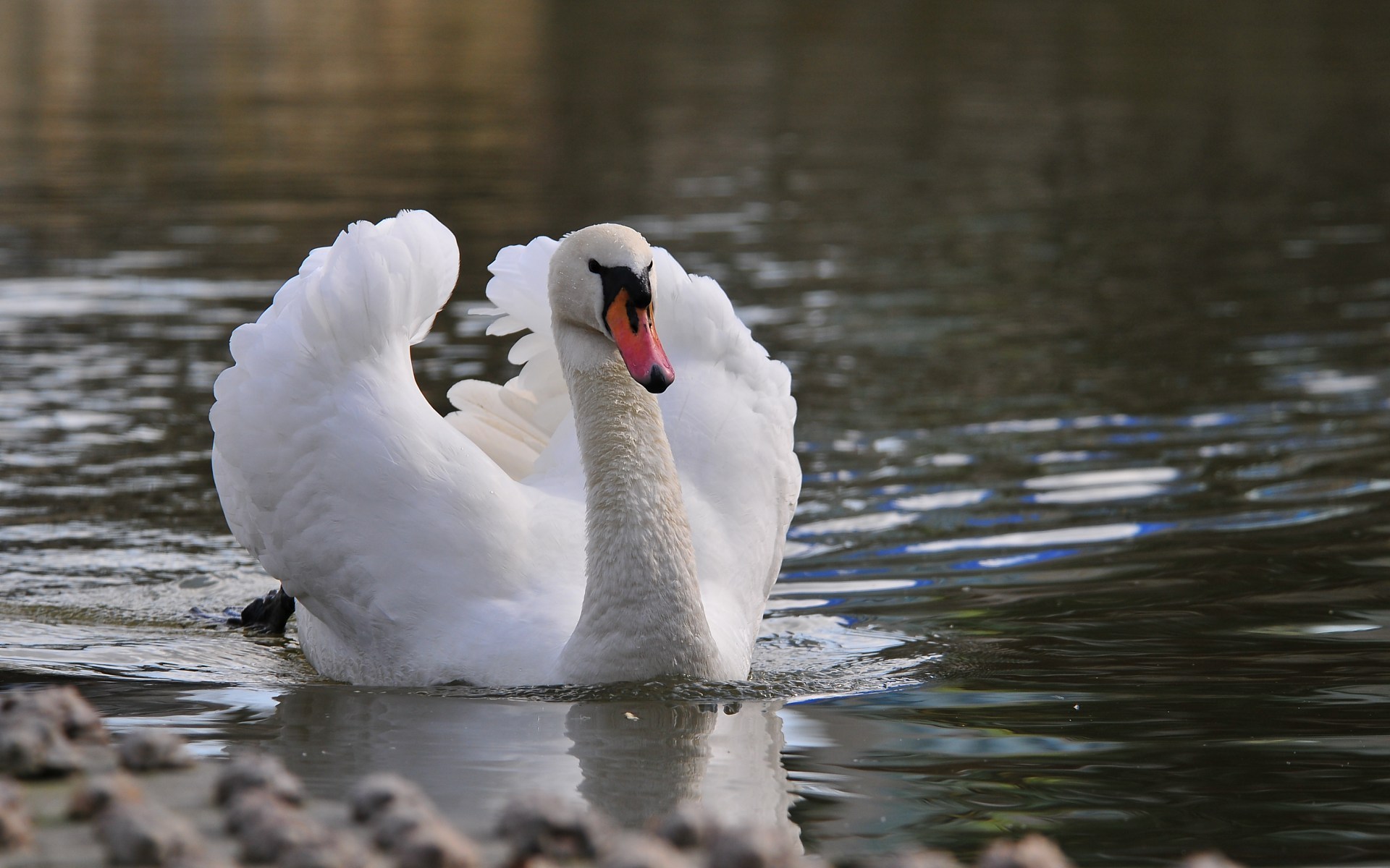 Лебеди на пруду