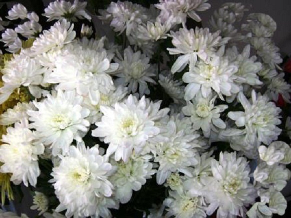 Картинка на заставку белые хризантемы.