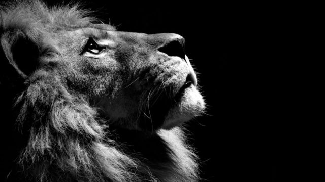 Черно-белая картинка лев.