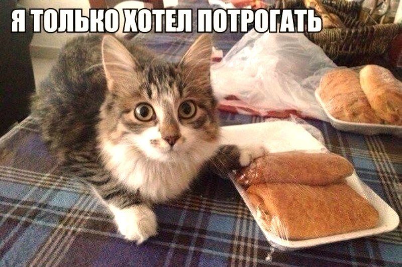 Смешные картинки с котами без надписей