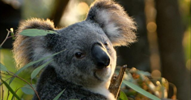Красивые картинки коалы на рабочий стол