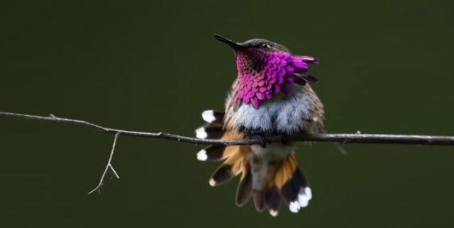 Красивая колибри.