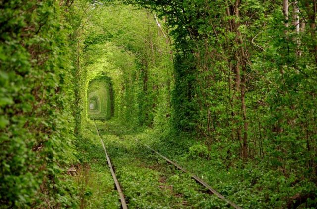 Зеленый тоннель.