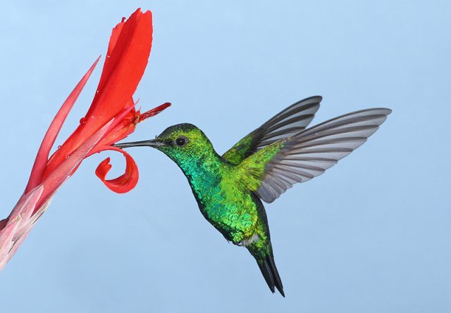 Зеленая колибри.