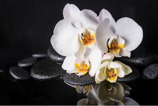 Белая орхидея, черные камни.
