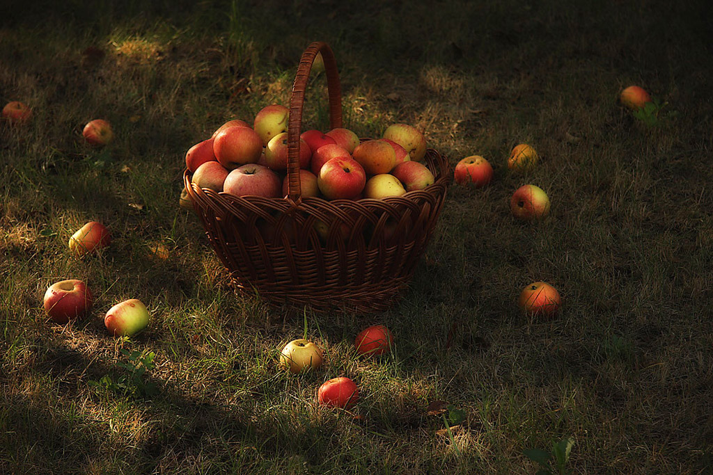 Картинка урожай яблок в августе