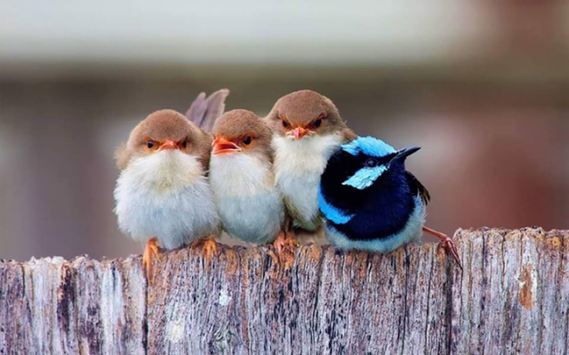 Птицы на заборе.