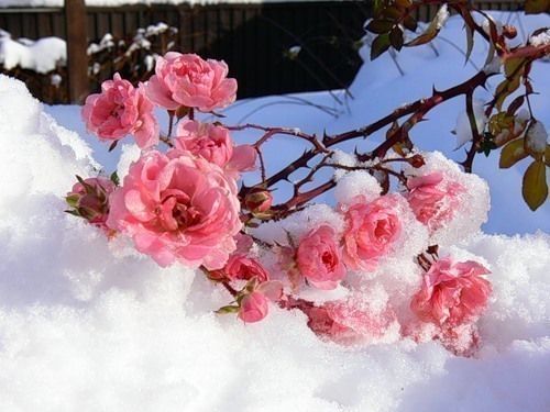 Цветы на снегу.