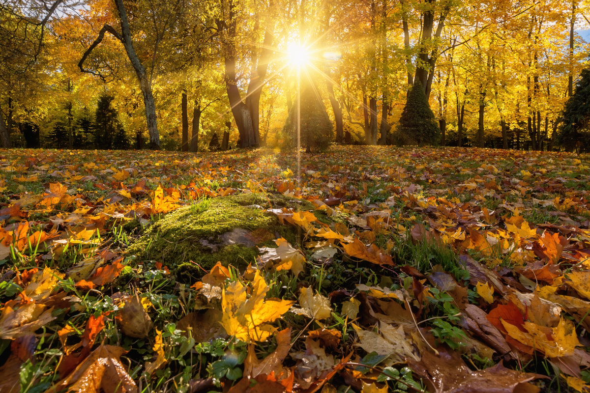 Открытка чудесная солнце в октябрьском лесу