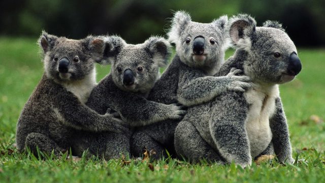 Семья коал.