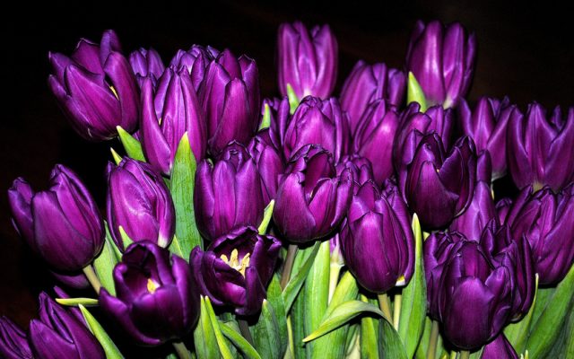 Фиолетовые тюльпаны.