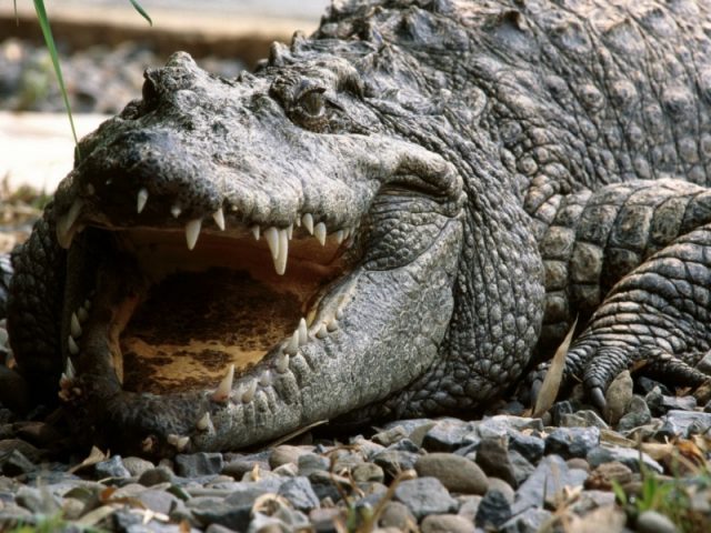 Агрессивный крокодил.