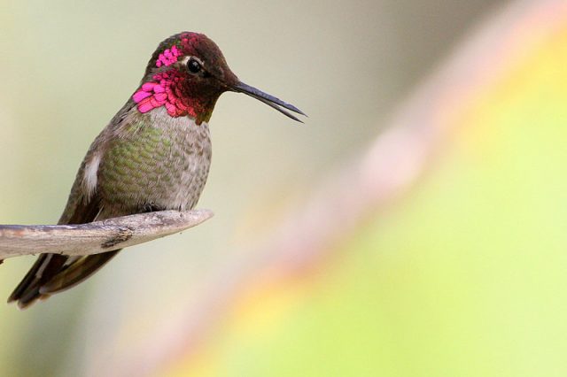 Колибри с розовой головой