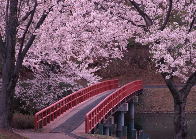 Цветущие вишни, мост.