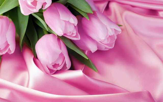Розовые тюльпаны.