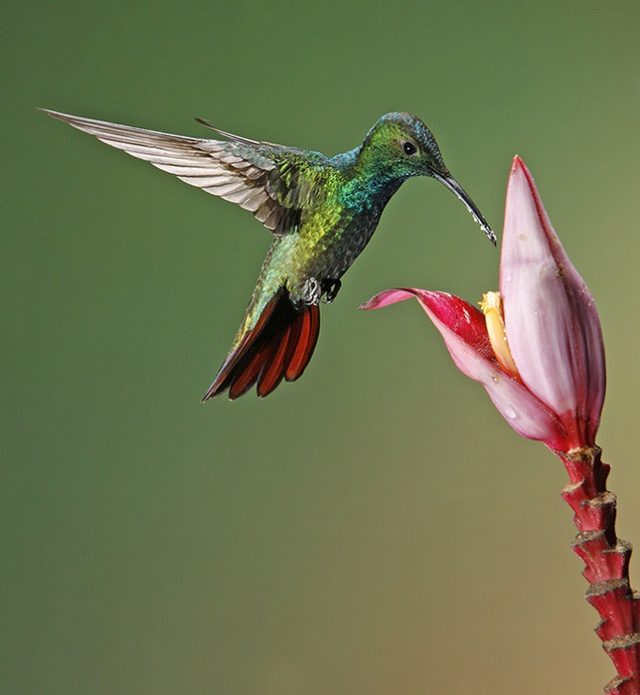 Маленькая колибри пьет нектар