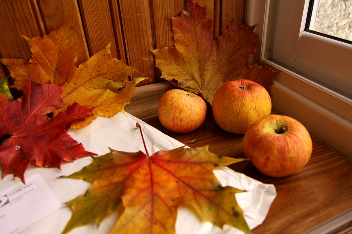 Открытка октябрьские яблочки
