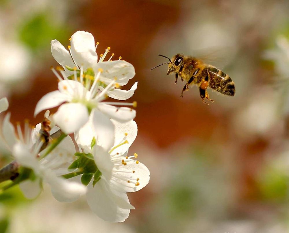 Милая картинка майская пчела