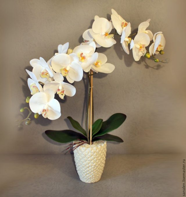 Орхидея в вазоне.