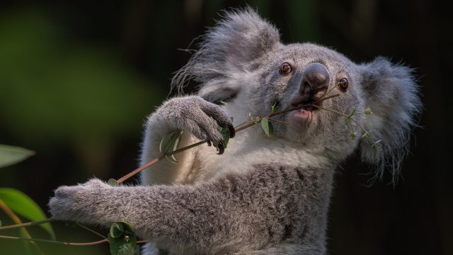 Смешная коала.