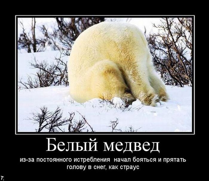 Белый медведь начал прятать голову в снег…