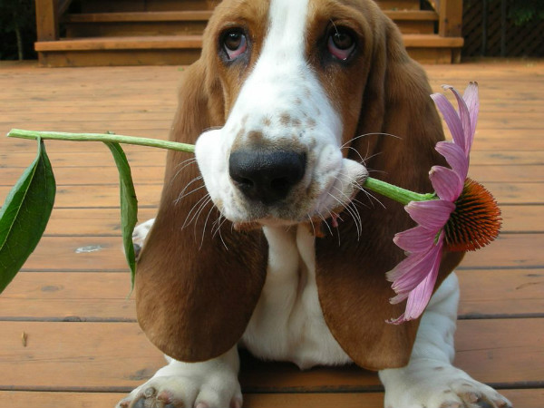 Собака с цветком в зубах.