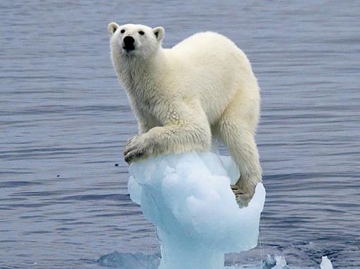 Белый медведь на ледники.