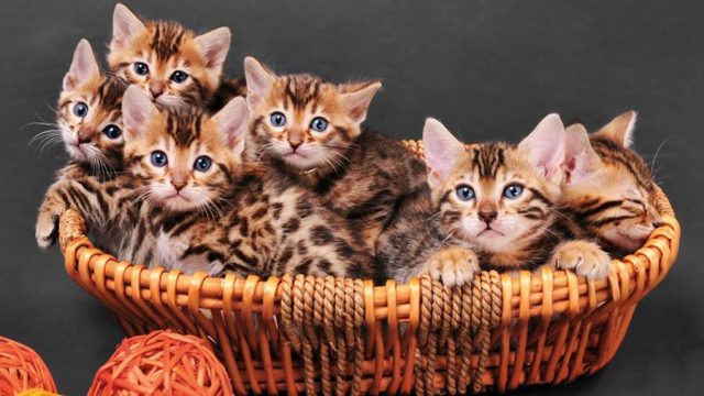 Бенгальские котята в корзине.