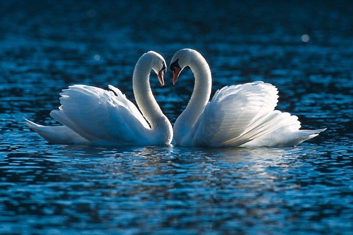Фото влюбленных лебедей двух