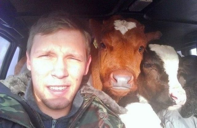 Парень с коровами в машине.