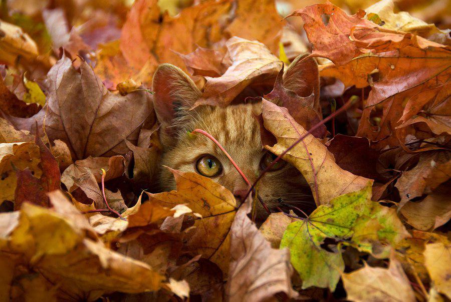 Прикольная картинка октябрьский кот