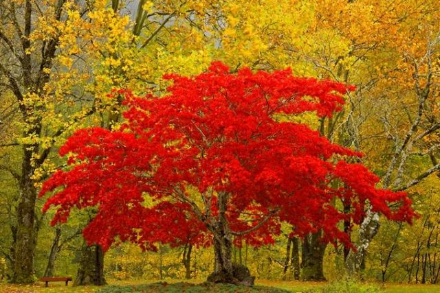 Осенний лес, красное дерево.