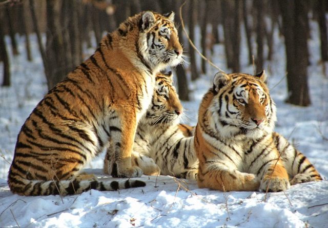 Тигры на снегу.