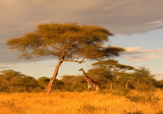 Африканские жирафы.